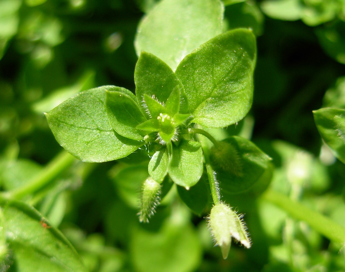 Stellaria pallida / Centocchio senza petali